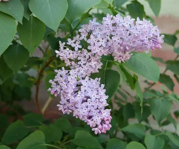Jaktstuga Domki Letniskowe Rajd